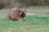 CHOW CHOW 325